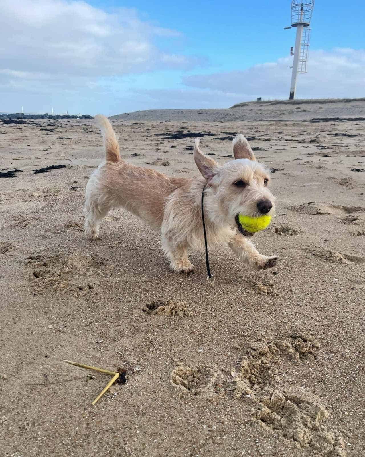 Mauxie runs along the beach with the ball in his mouth