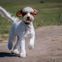 mini australian labradoodle