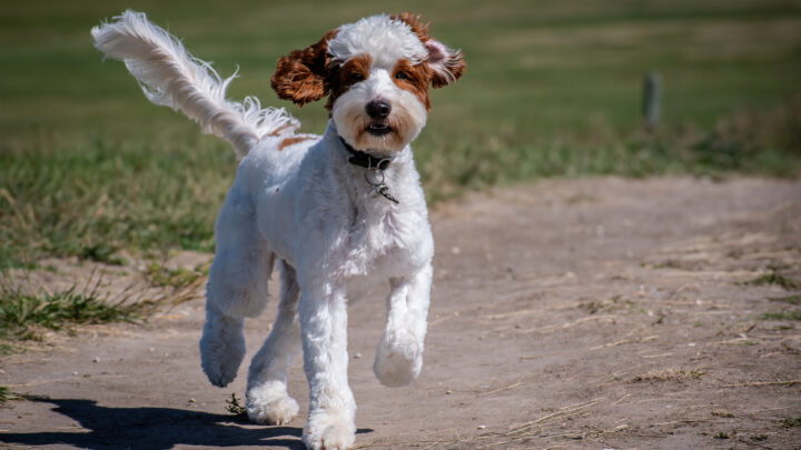 Mini Australian Labradoodle – The Cutest Doodle Out There
