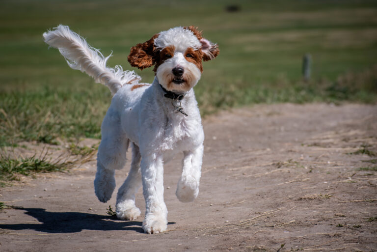 mini australian labradoodle