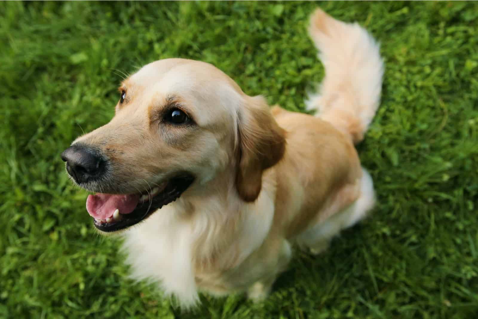 Mini Golden Retriever looking up 