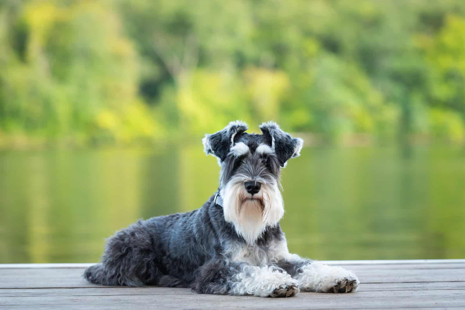 Miniature Schnauzer sitting on deck by lake