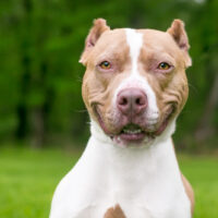 cheerful pitbull with cropped ears