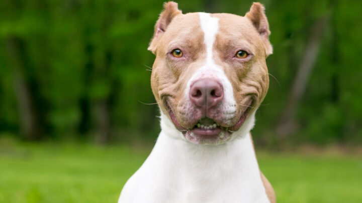 Pitbull Ear Cropping – Everything You Need To Know
