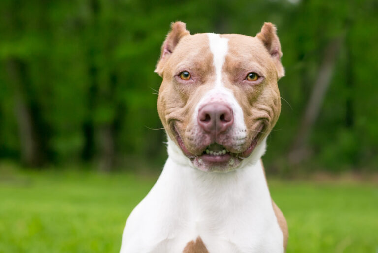 cheerful pitbull with cropped ears