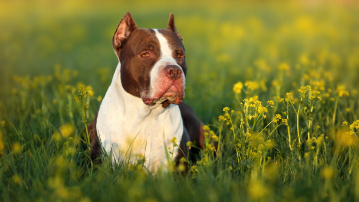 Pitbull Growth Chart: How Big Will Your Pitbull Be?