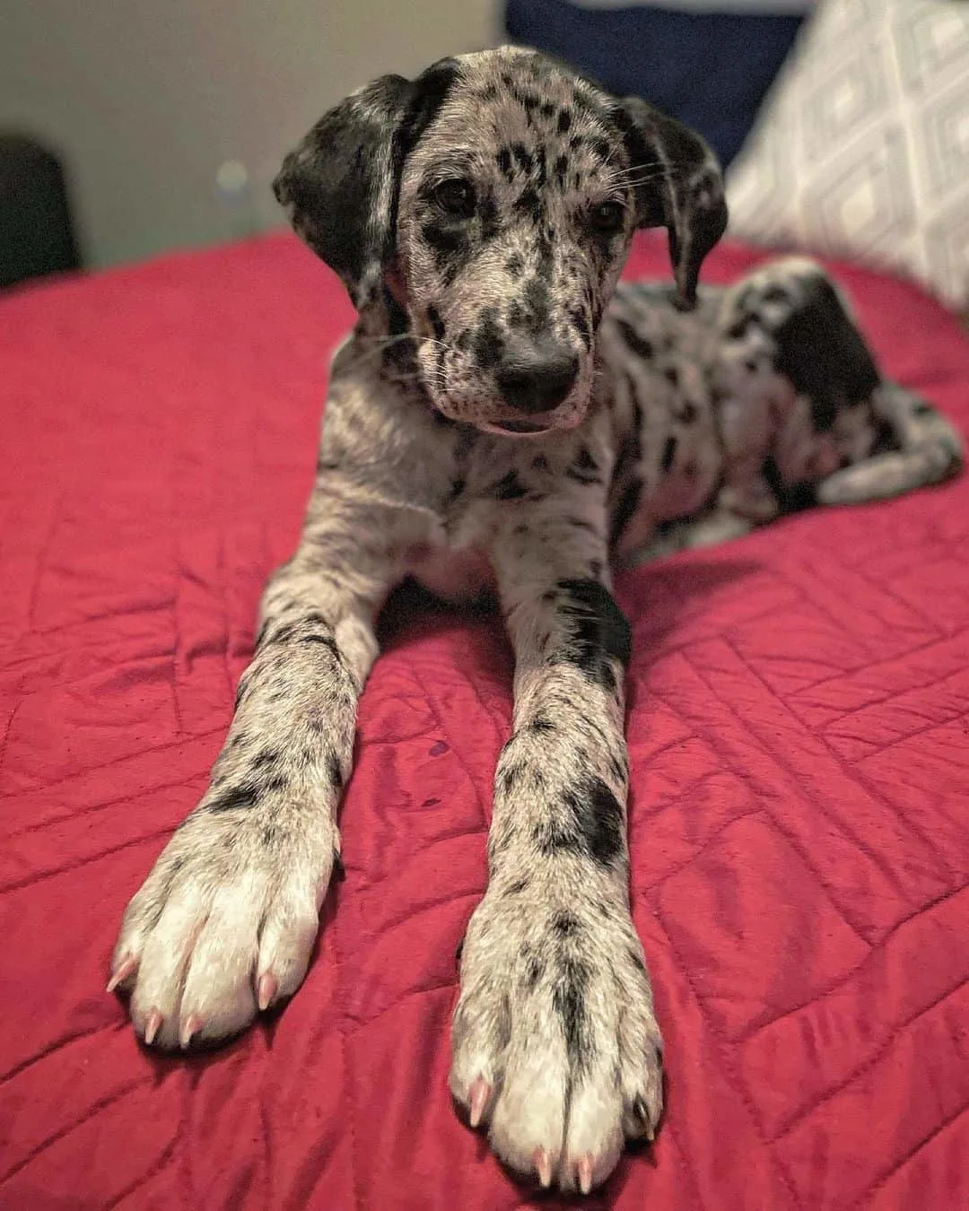 50 Great Dane Mixes: Popular Great Dane Mixed Breeds