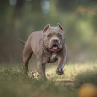 american pocket bully running in the wood