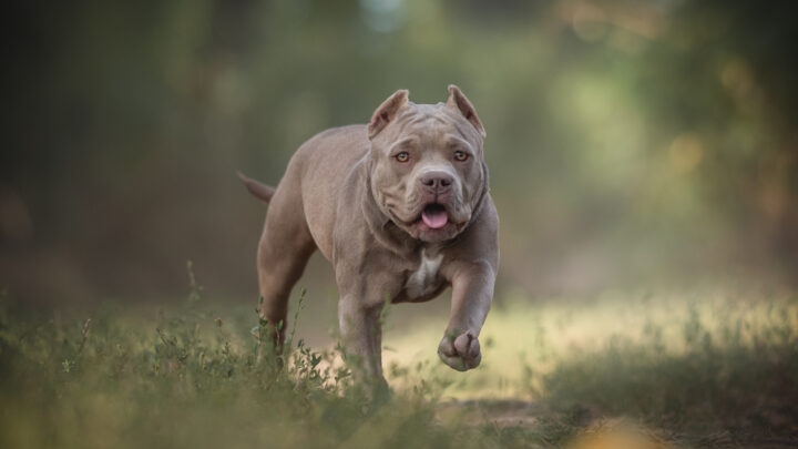 Pocket Bully: A Guide To This American Bully Dog Breed