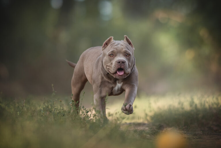 american pocket bully running in the wood