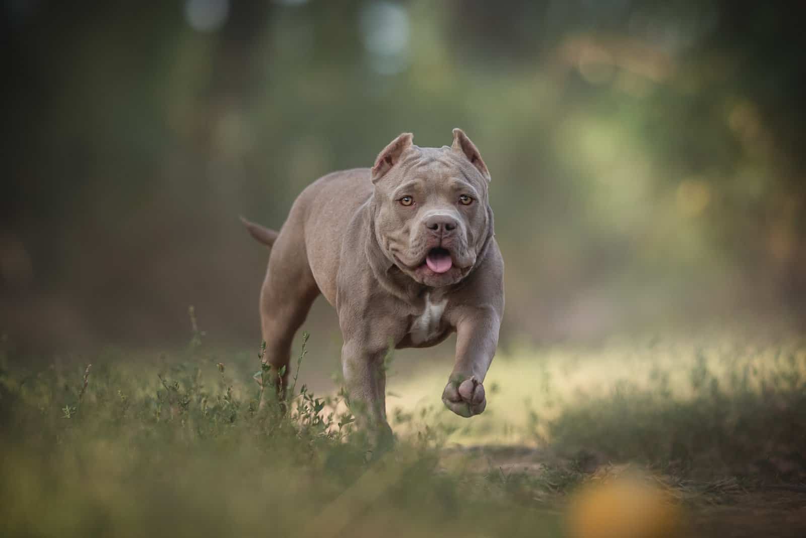 Pocket Bully: A Guide To This American Bully Dog Breed