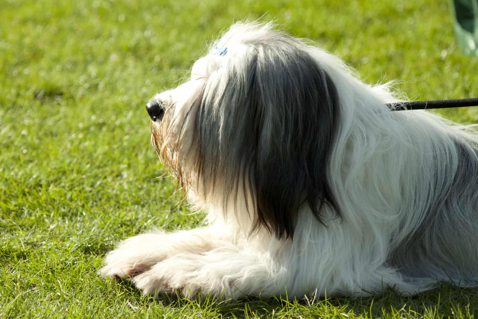 Polish Lowland Sheepdogs is lying on the grass