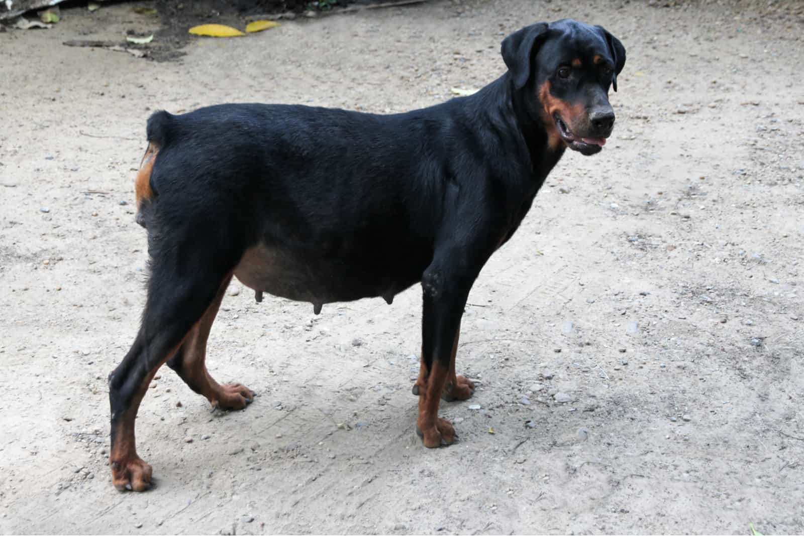 Pregnant doberman standing outside