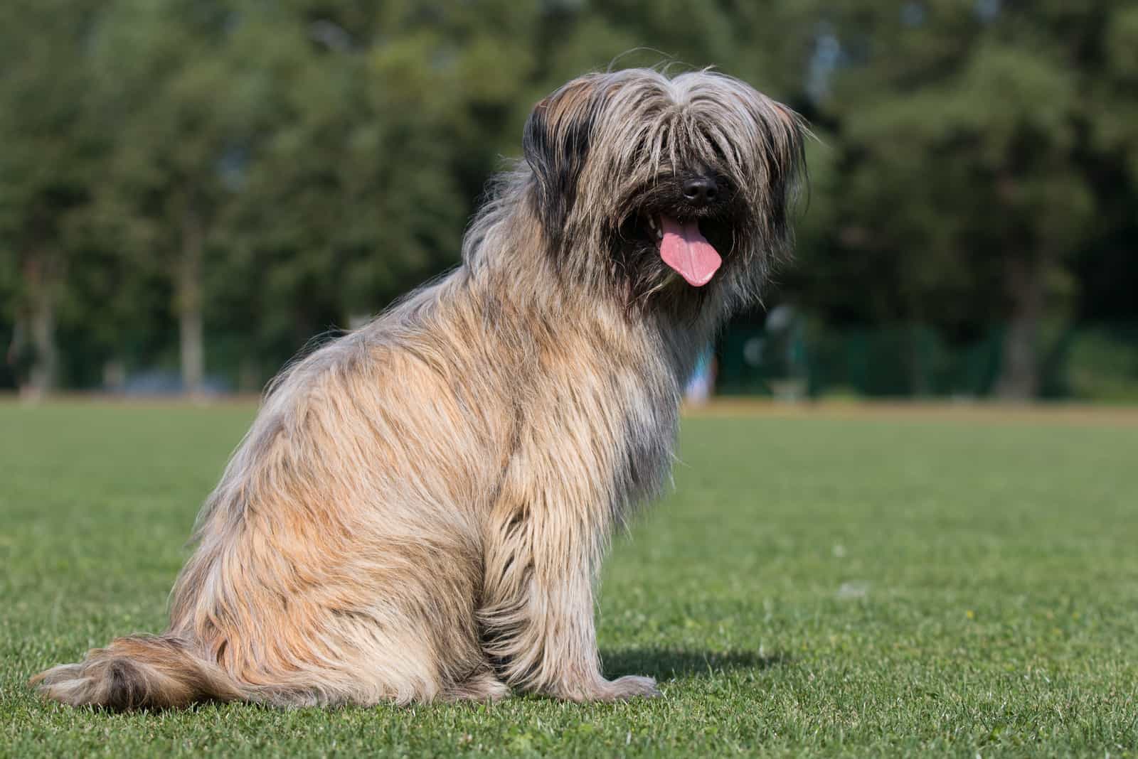 Pyrenean Shepherd sits on the grass with his tongue out