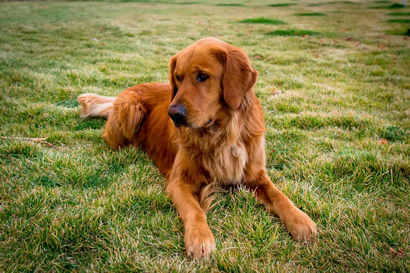 Red Golden Retriever sitting on grass outside