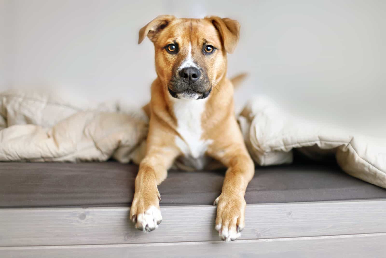 Rhodesian Boxers on bed looking at camera