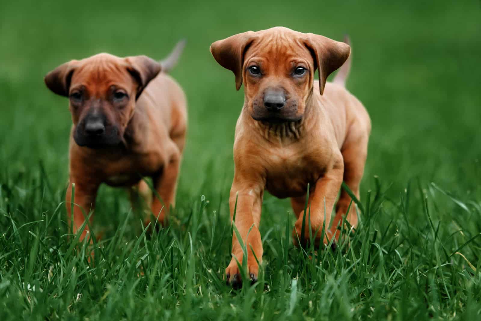 Rhodesian Ridgeback Mix Puppies walking on grass