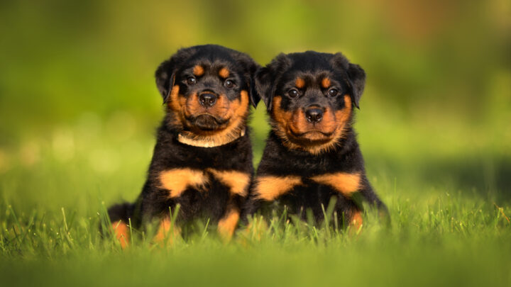 Rottweiler Cropped Ears: Is It Really Necessary?