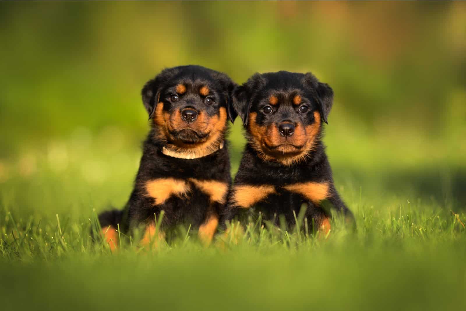 Rottweiler Cropped Ears: Is It Really Necessary?