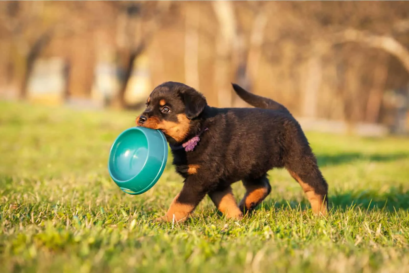 Rottweiler Puppy holding blue bowl 