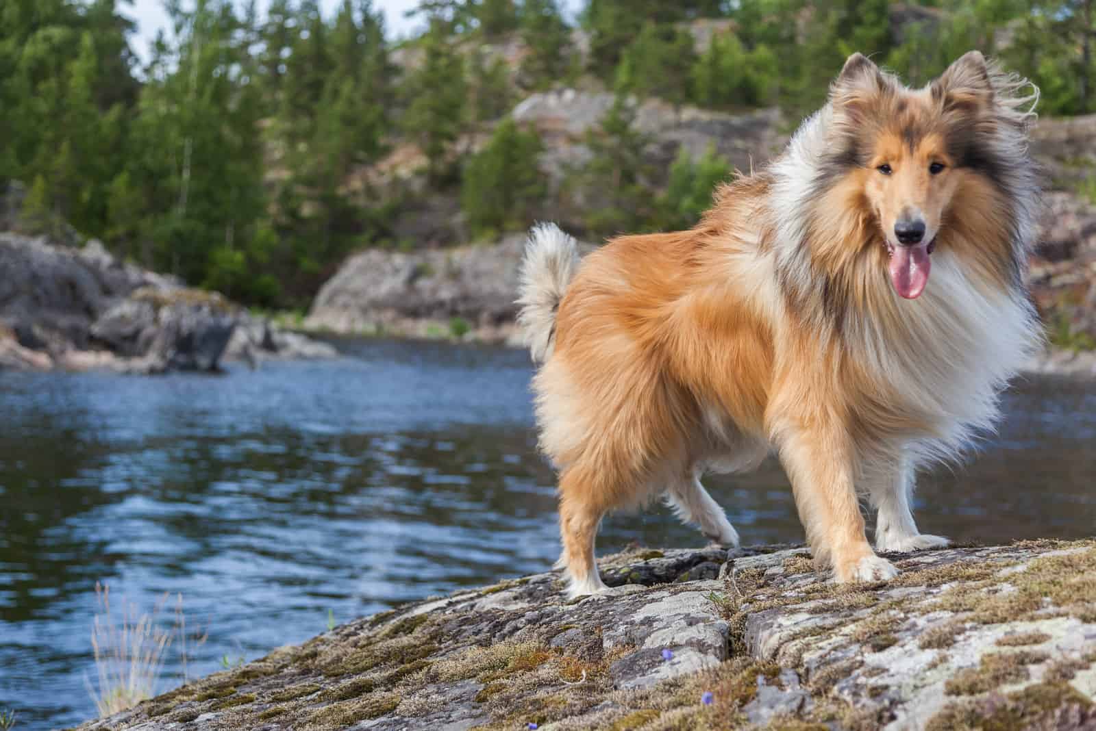Rough collie stands on a rock