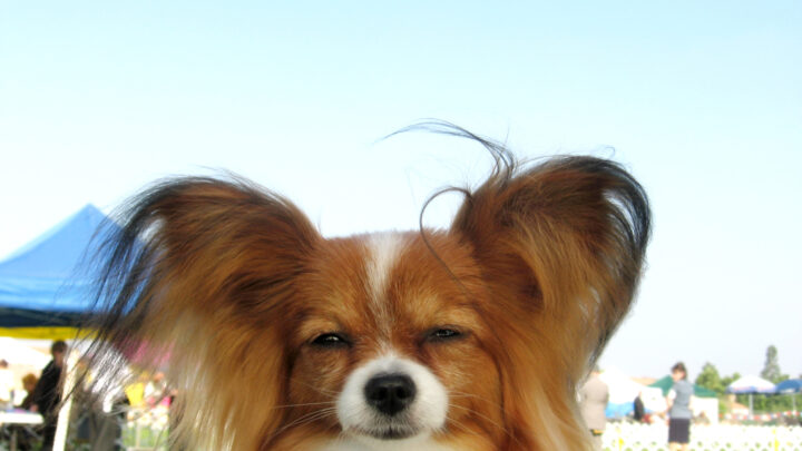 Sassy Girl Dog Names: Over 200 Names For Your Furry Minx