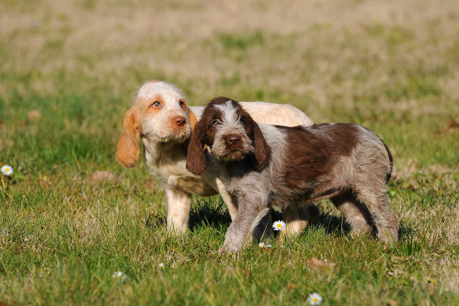 Spinone Italiano puppies standing outside