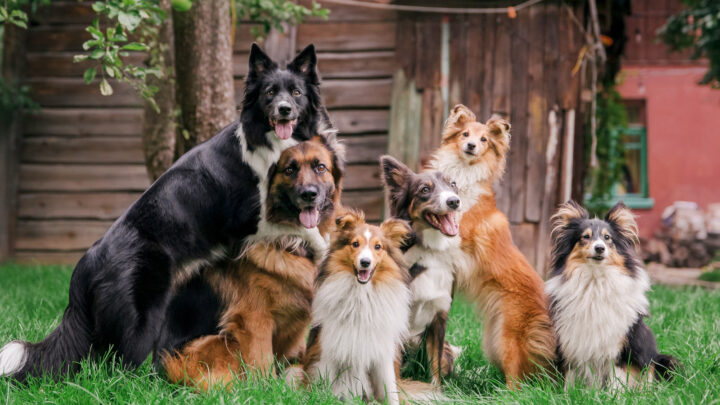 10 Best Dog Breeders In Florida You Can Trust