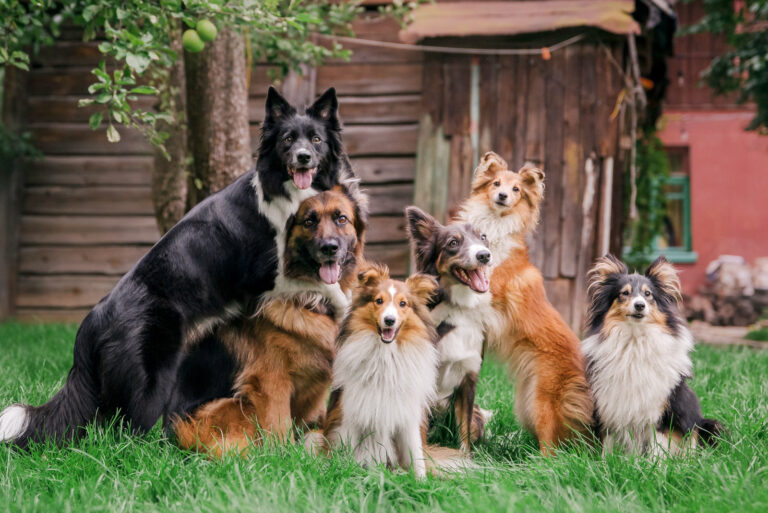 portrait of different breeds of dogs