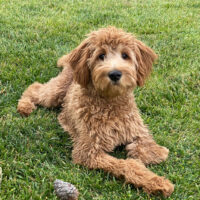 Goldendoodle sitting on grass