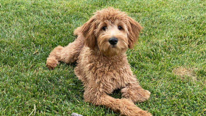 The 10 Best Dog Breeders In Michigan You Never Knew Existed
