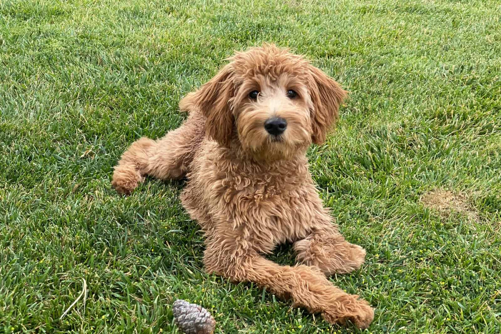 Goldendoodle sitting on grass