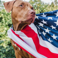 patriotic dog standing with flag