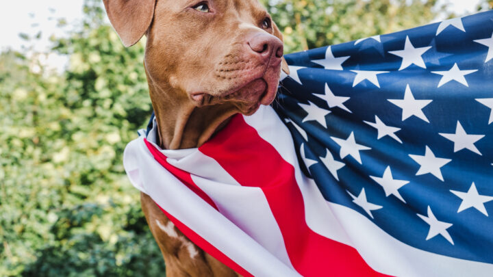 The 100+ Best Patriotic Dog Names