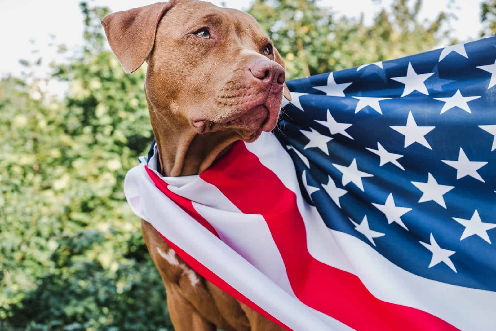 patriotic dog standing with flag