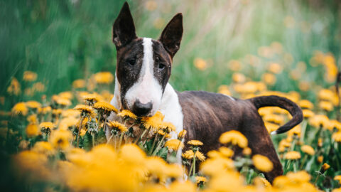 5 Best Bull Terrier Breeders In The U.S.