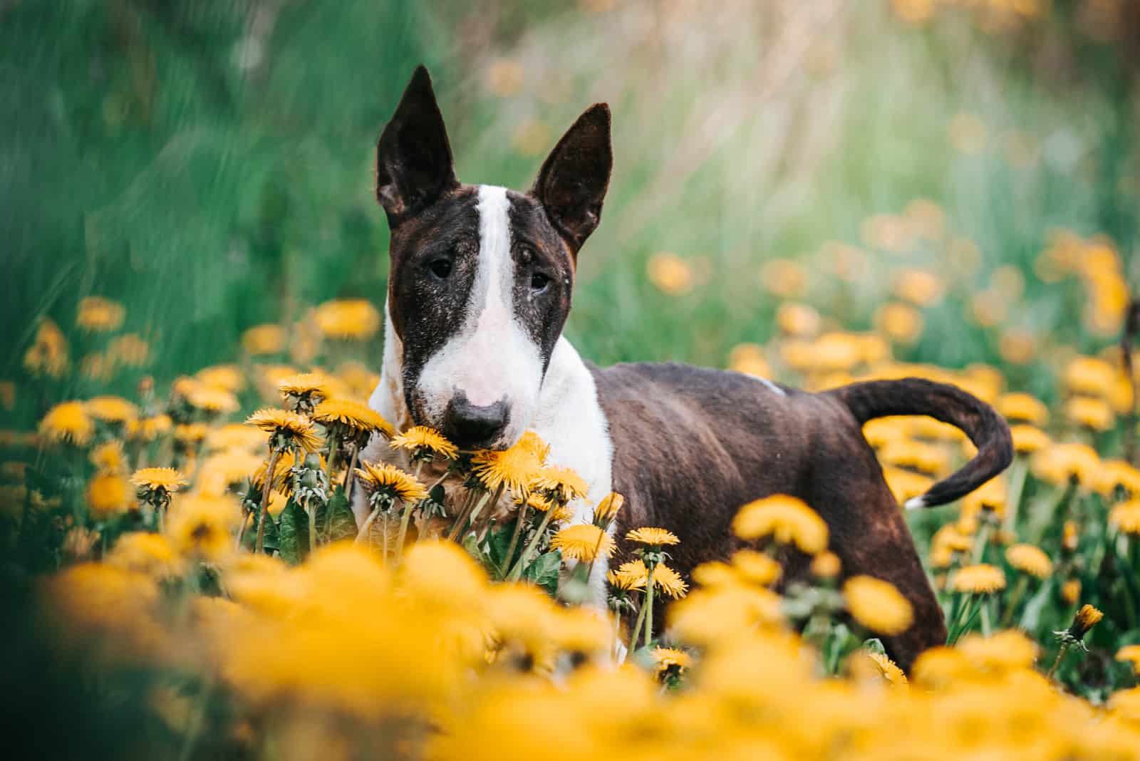 bull terrier surrounded by flowers