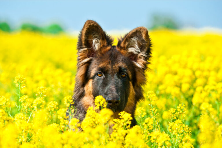 german shepherd sitting in flowers