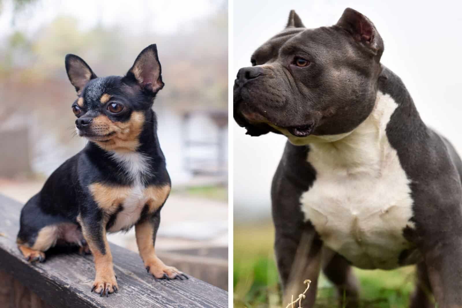 The American Bully and Chihuahua side by side