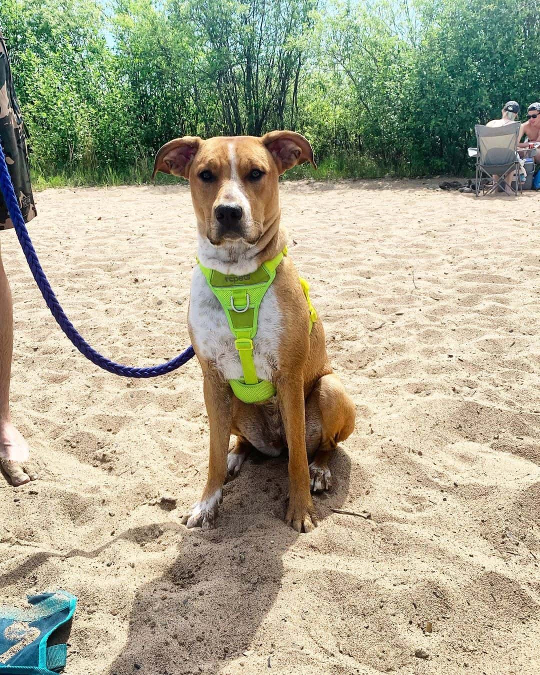 The American Labrabull sitting on sand 