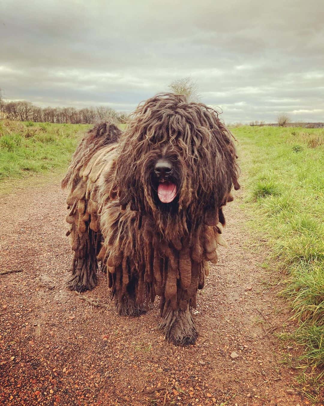 The Bergamasco stands in the field