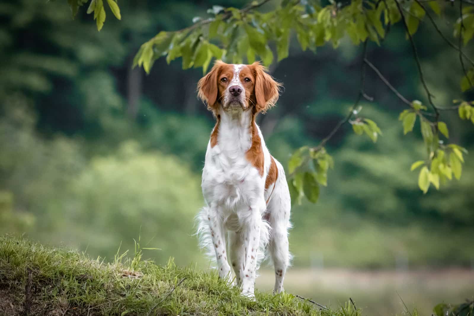 The Brittany standing under tree