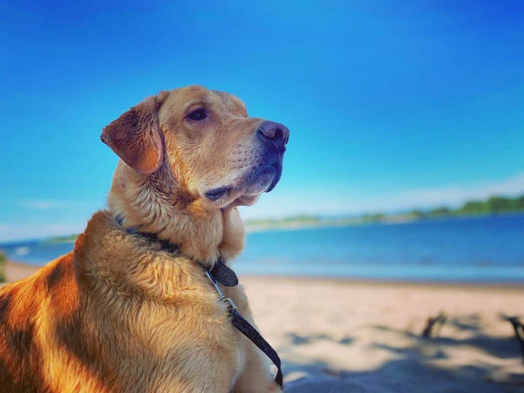 The Golden Great Retriever sits and looks into the distance