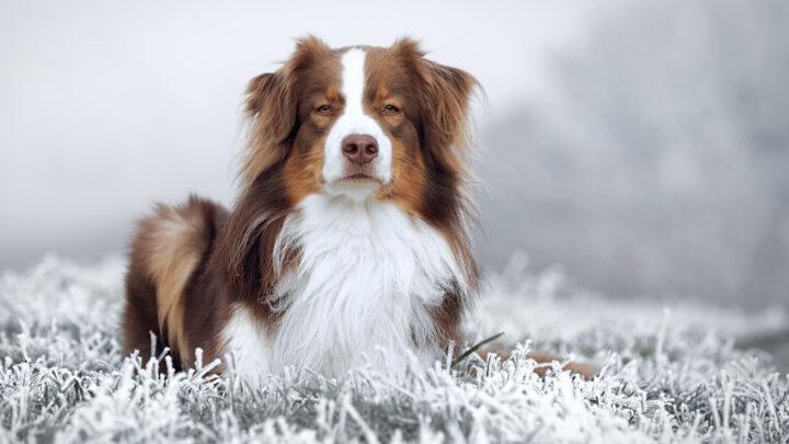 The Red Tri Australian Shepherd: All You Need To Know