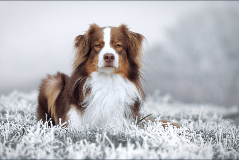 red tri australian shepherd