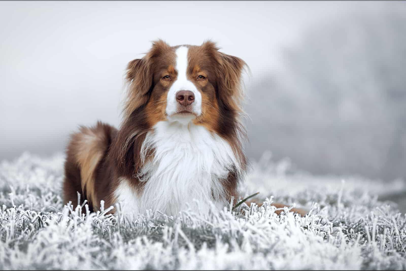 The Red Tri Australian Shepherd: All You Need To Know