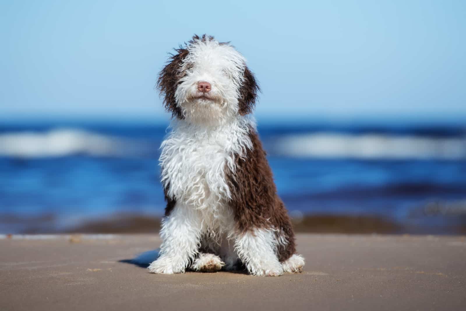 The Spanish Water Dog sits and looks at the camera