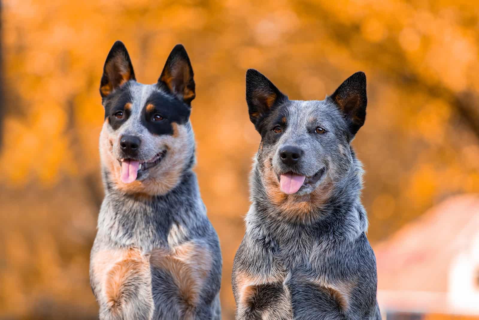 two blue heeler dogs