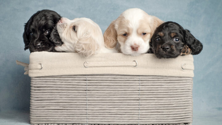 The Top 10 Best Dog Breeders In Ohio
