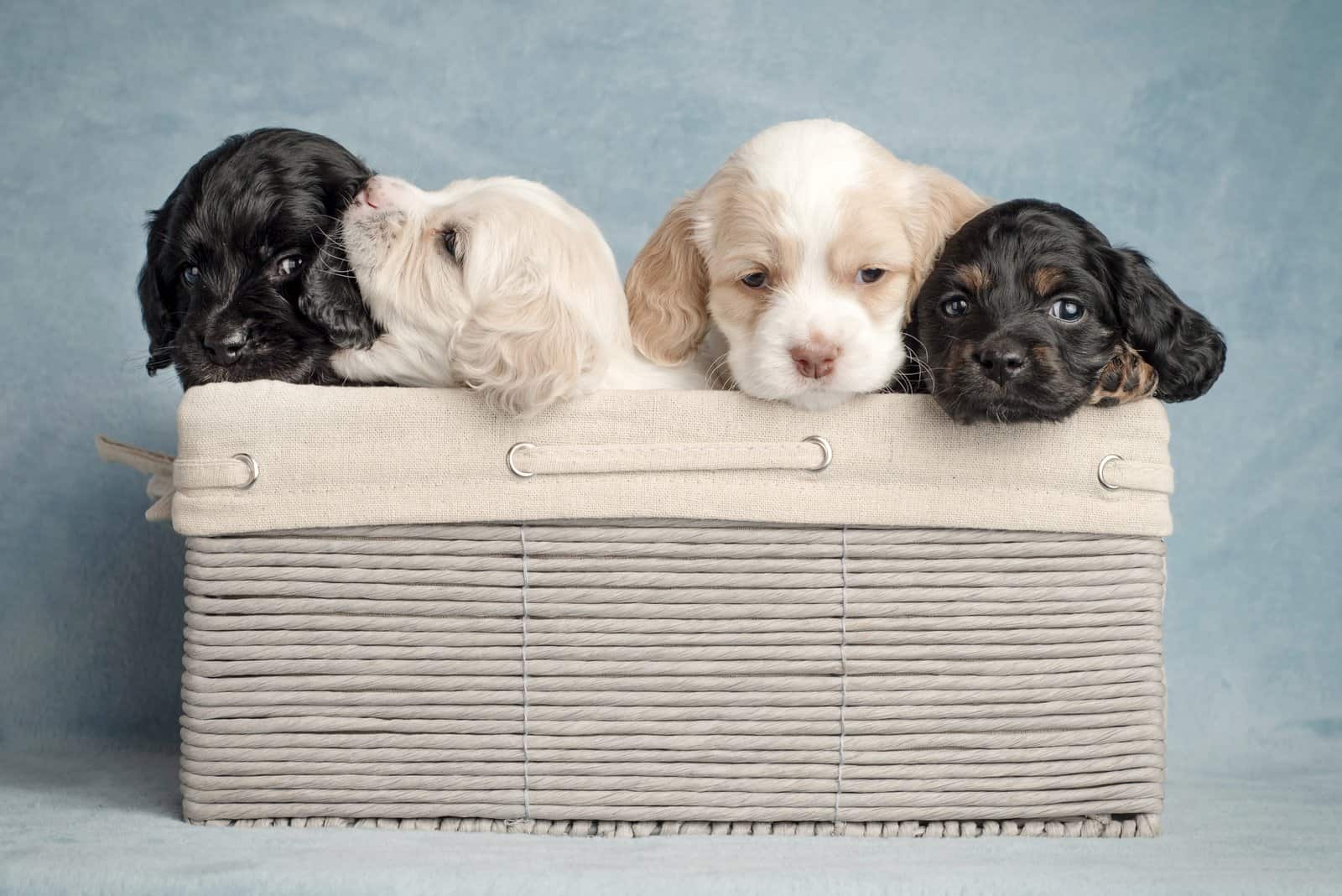 four puppies in a wicker basket